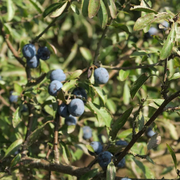 Prunus Spinosa Kökény Kék Őszi Gyümölcs Gyógynövény Népszerű Mint Lekvár — Stock Fotó