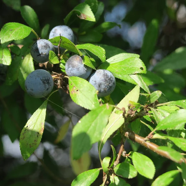 Prunus Spinosa Trnka Modrá Podzimní Ovoce Léčivé Rostliny Populární Jako — Stock fotografie