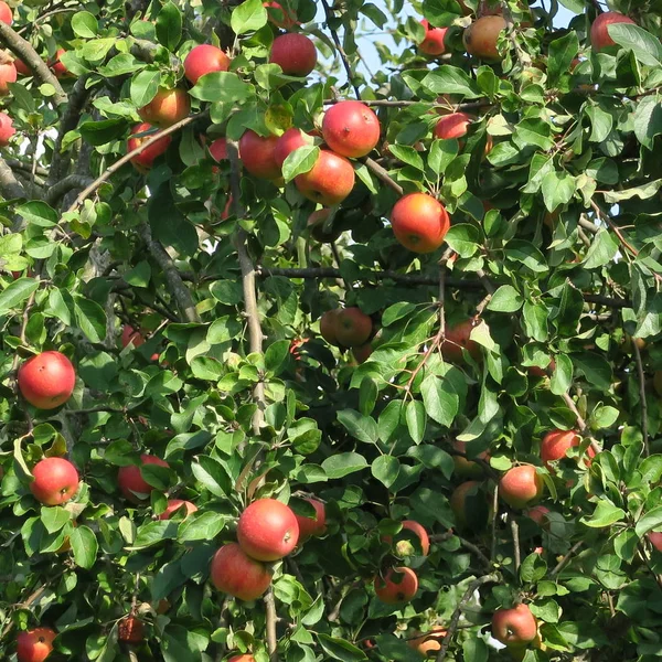 Piros Érett Alma Őszi — Stock Fotó