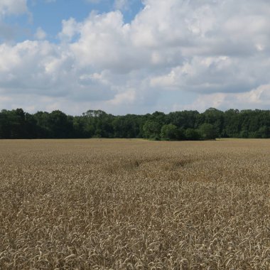 Doğal görünümü alan ve bulutlu gökyüzü yaz gününde