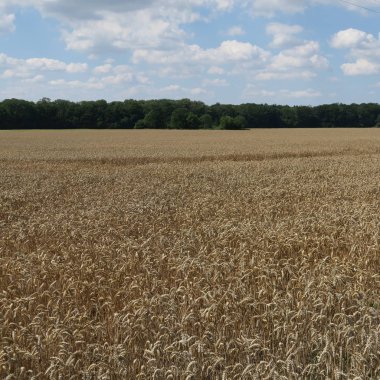 Doğal görünümü alan ve bulutlu gökyüzü yaz gününde