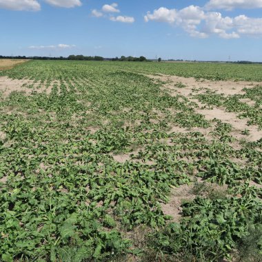 Doğal görünümü alan ve bulutlu gökyüzü yaz gününde