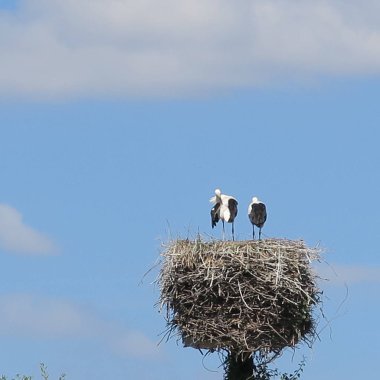 leylek kuşlar yuvaya mavi gökyüzü arka plan ile doğal görünümünü