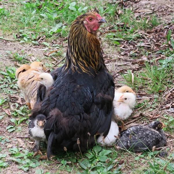 Close View Domestic Chicken Little Chicks Garden — Stock Photo, Image