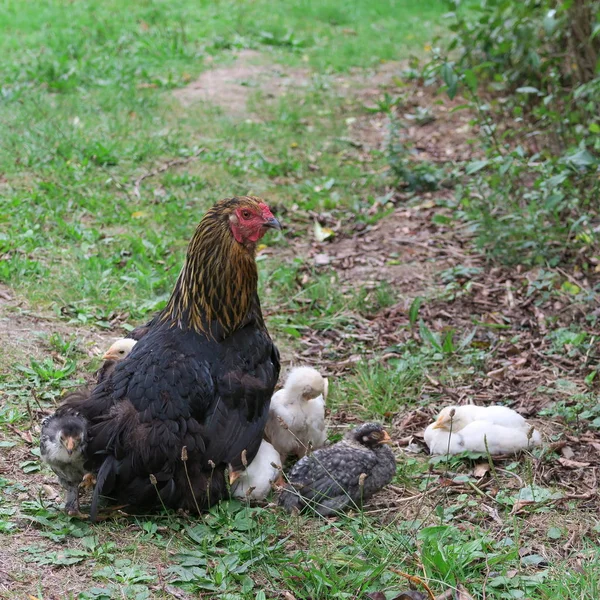 Närbild Bild Inhemska Kyckling Med Små Kycklingar Trädgården — Stockfoto