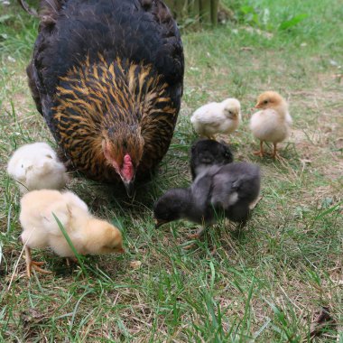 görünümü Bahçe küçük civciv ile yerli tavuk kadar kapatın