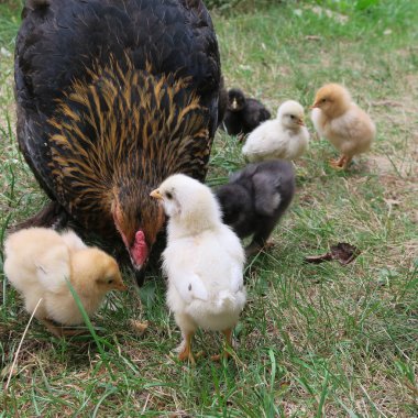 görünümü Bahçe küçük civciv ile yerli tavuk kadar kapatın