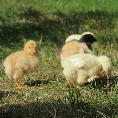 Bahçe Aile içi küçük civciv görünümünü kapat