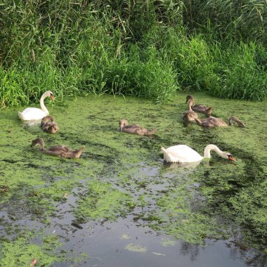 Kuğu ailesi ile gri kuğular üzerinde gölet duckweed