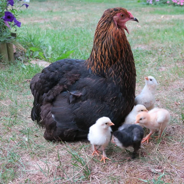 Nahaufnahme Von Haushühnern Mit Kleinen Küken Garten — Stockfoto