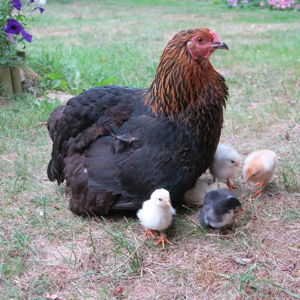 Close View Domestic Chicken Little Chicks Garden — Stock Photo, Image