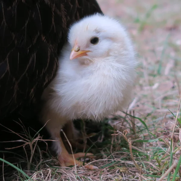 Vue Rapprochée Poussin Domestique Dans Jardin — Photo