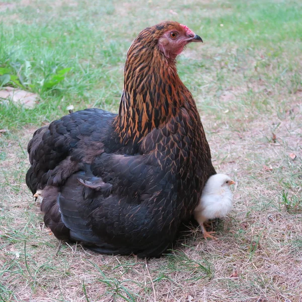 Close View Domestic Chicken Little Chicks Garden — 图库照片