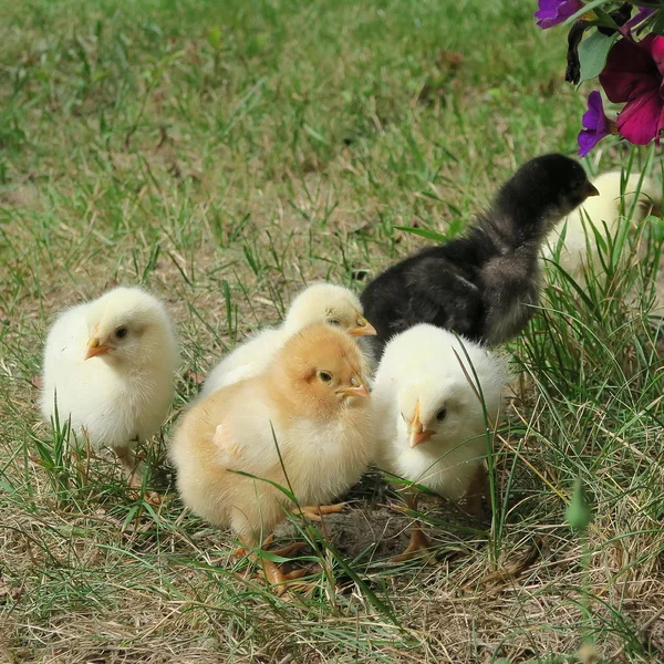 近距离观察在花园里的国内小鸡 — 图库照片