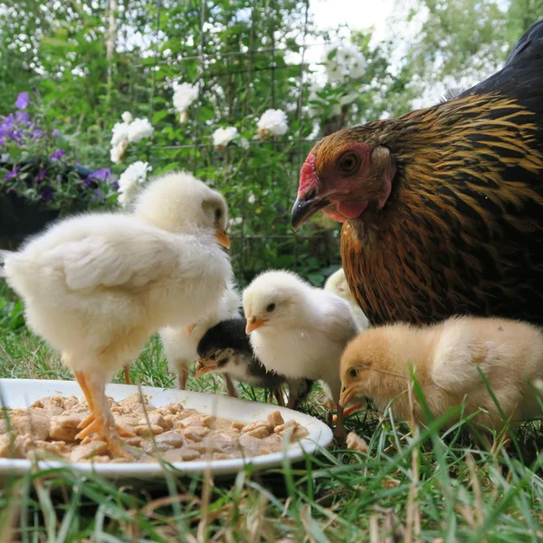 Close View Domestic Chicken Little Chicks Garden — 图库照片