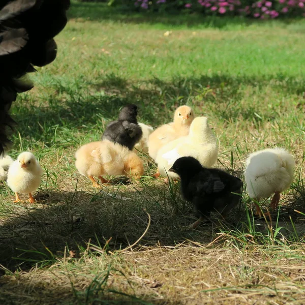 Vue Rapprochée Petits Poussins Domestiques Dans Jardin — Photo