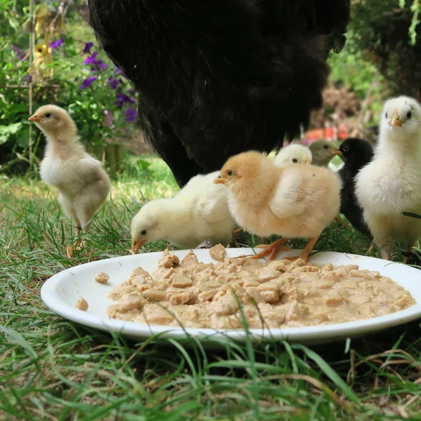 Закрыть Вид Домашних Цыплят Саду — стоковое фото