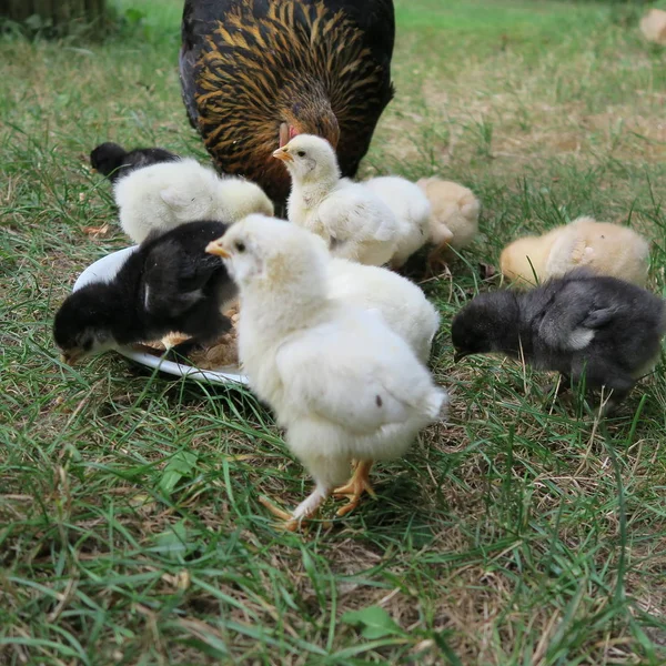 Nahaufnahme Von Haushühnern Mit Kleinen Küken Garten — Stockfoto