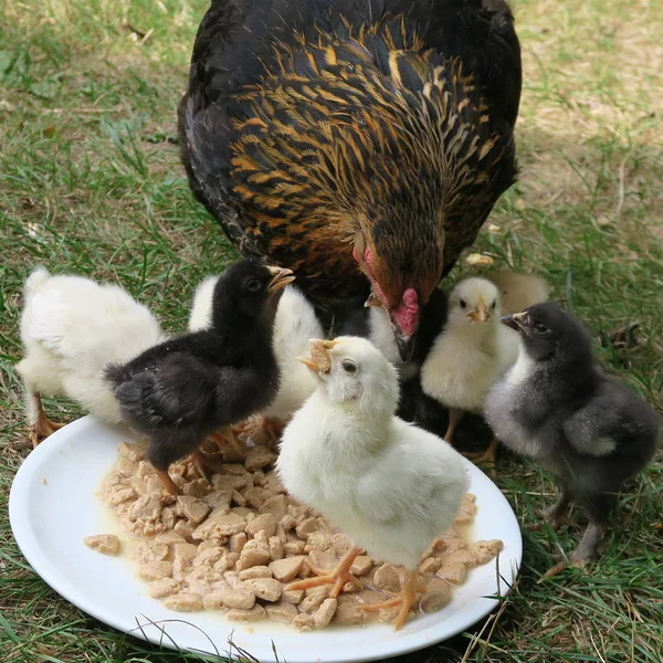 Vue Rapprochée Poulet Domestique Avec Petits Poussins Dans Jardin — Photo