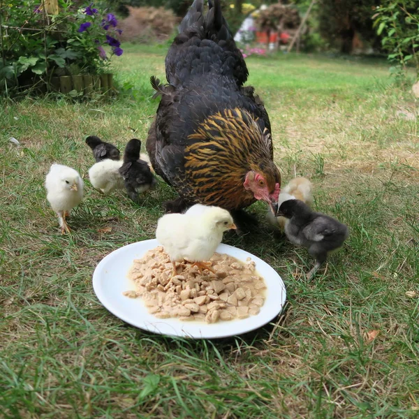 Закрыть Вид Домашнюю Курицу Маленькими Цыплятами Саду — стоковое фото