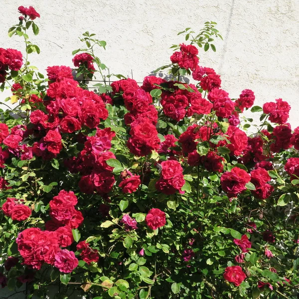 Close Van Knal Rood Roze Bloemen Klimmen — Stockfoto