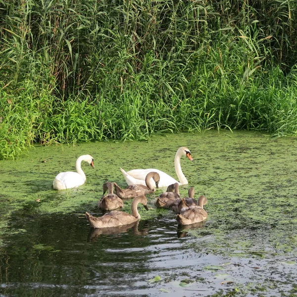 Familia Cisnes Con Cisnes Grises Estanque Con Hierba Pato —  Fotos de Stock