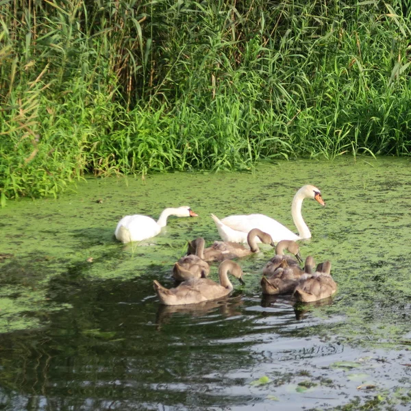 Familia Cisnes Con Cisnes Grises Estanque Con Hierba Pato —  Fotos de Stock