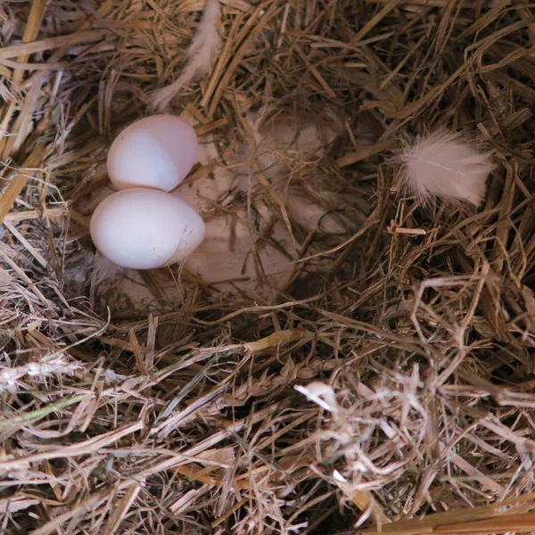 Close View Fresh Different Chicken Eggs — Stock Photo, Image