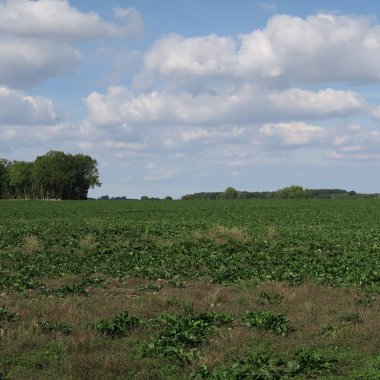 yeşil ağaçlar, çim ve mavi gökyüzü güzel doğal görünümü
