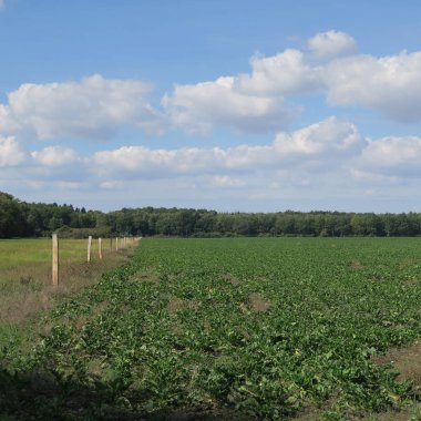yeşil ağaçlar, çim ve mavi gökyüzü güzel doğal görünümü