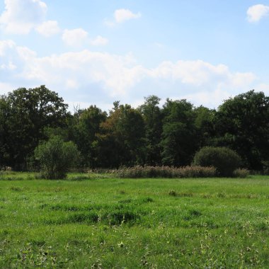 yeşil ağaçlar, çim ve mavi gökyüzü güzel doğal görünümü