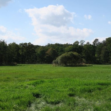 yeşil ağaçlar, çim ve mavi gökyüzü güzel doğal görünümü