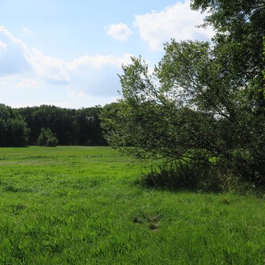 yeşil ağaçlar, çim ve mavi gökyüzü güzel doğal görünümü