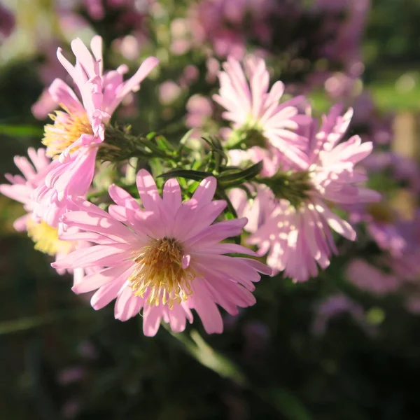 Schöne Blumen Blühen Zeitigen Frühling — Stockfoto