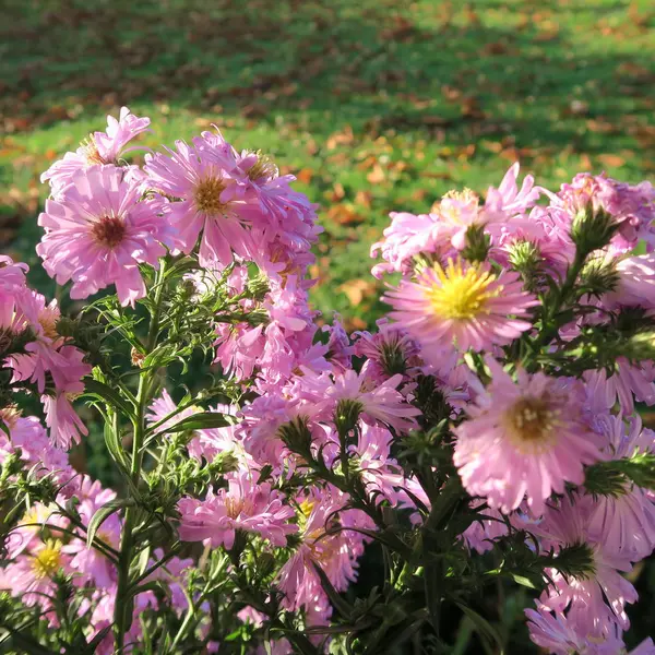 Schöne Blumen Blühen Zeitigen Frühling — Stockfoto