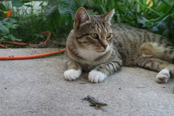 Gato na grama — Fotografia de Stock