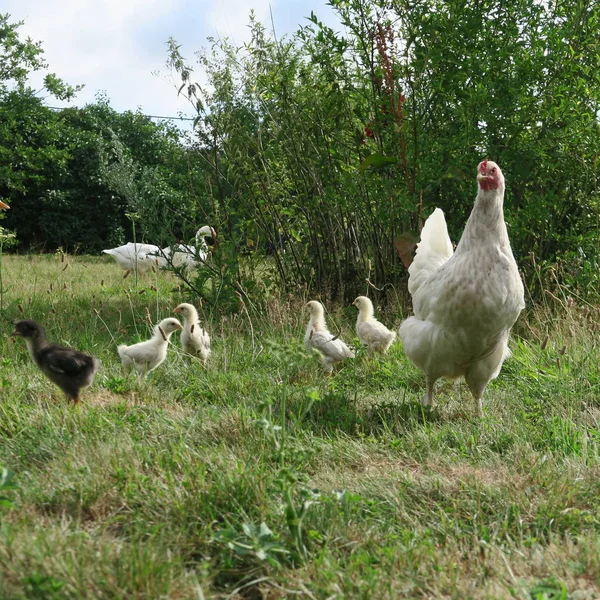 Zár Megjelöl Kilátás Kis Csibék Kertben Hazai Csirkemell — Stock Fotó