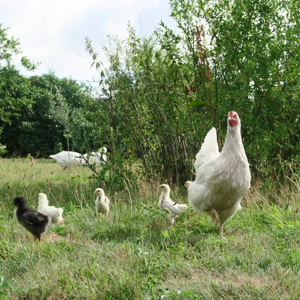 Vista Cerca Pollo Doméstico Con Pollitos Jardín — Foto de Stock