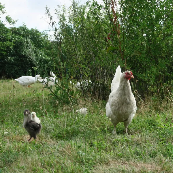Görünümü Bahçe Küçük Civciv Ile Yerli Tavuk Kadar Kapatın — Stok fotoğraf