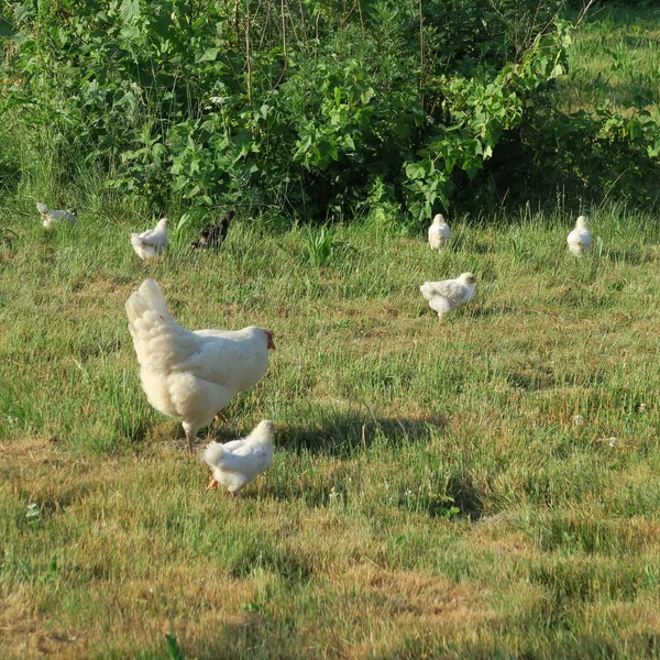 Close View Domestic Chicken Little Chicks Garden — Stock Photo, Image