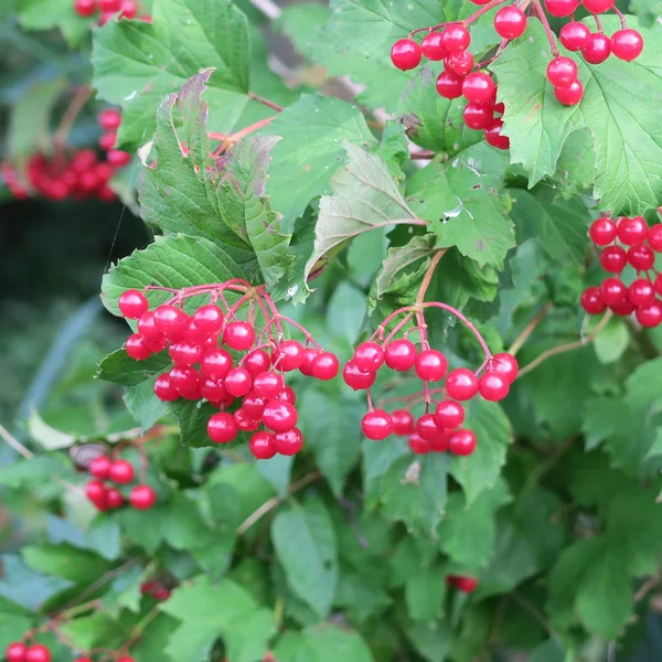 Vista Cerca Crataegus Espino Bayas Rojas Como Medicina Alternativa — Foto de Stock