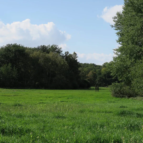 Mooie Schilderachtig Uitzicht Groene Bomen Gras Een Blauwe Hemel — Stockfoto