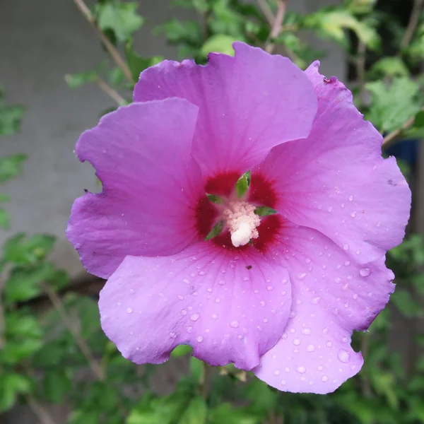 Close Van Prachtige Hibiscus Bloem — Stockfoto