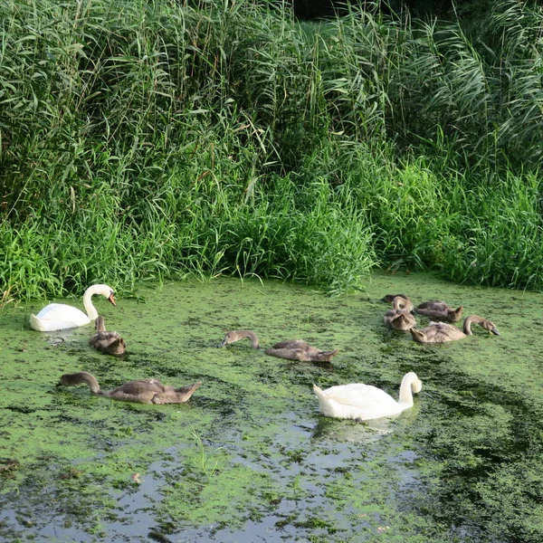 Swan Family Gray Swans Pond Duckweed — Stock Photo, Image