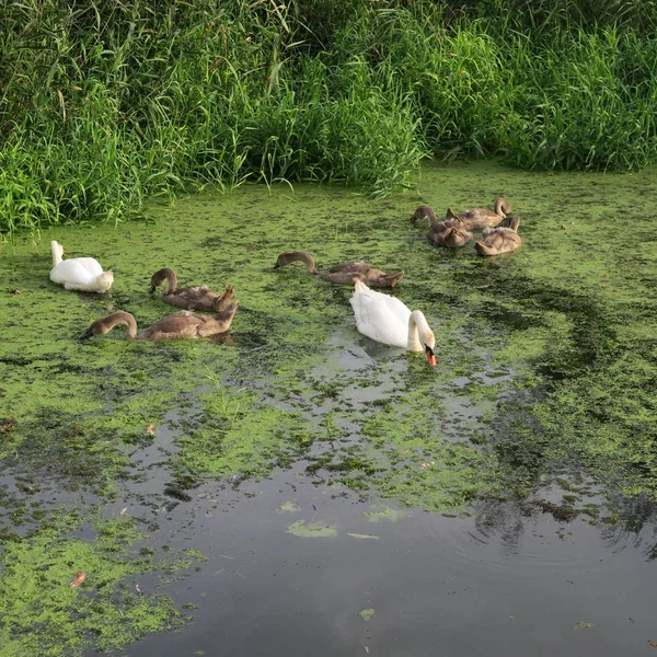 Swan Family Gray Swans Pond Duckweed — Stock Photo, Image