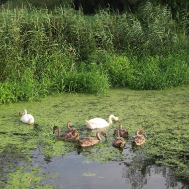 Kuğu ailesi ile gri kuğular üzerinde gölet duckweed