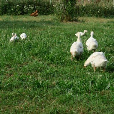 Evcil küçük yeşilbaş ördekler görünümünü kapat