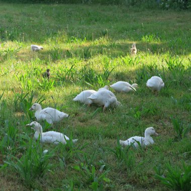 Evcil küçük yeşilbaş ördekler görünümünü kapat
