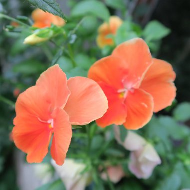 renkli viola çiçekler, hercai menekşe, erken ilkbaharda çiçek açan