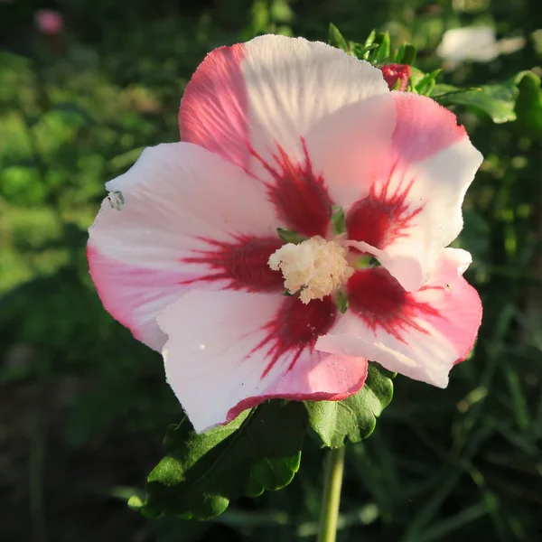 Vista Perto Bela Flor Hibisco — Fotografia de Stock